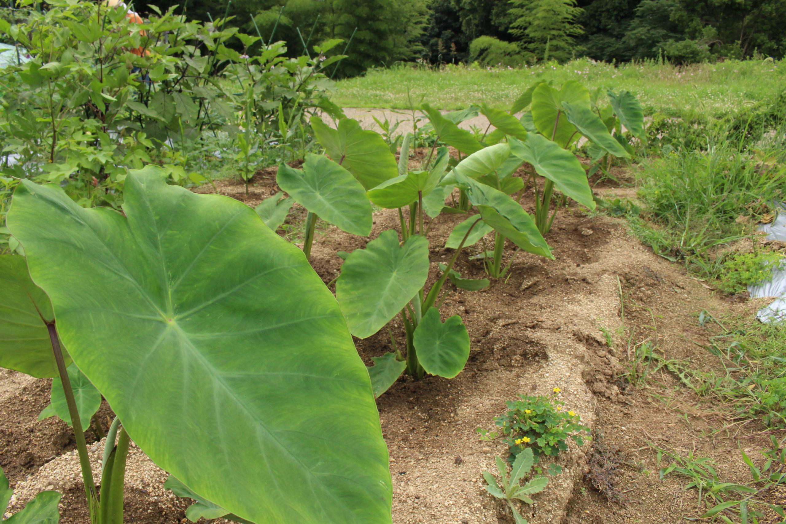 絶品 サトイモの 石川早生 の成長記録 小さな家族農業
